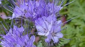 Как просто избавится от проволочника на огороде навсегда. Лучшие народные средства