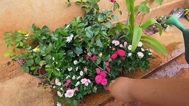 MOSTRANDO AS NOVAS ROSINHAS E AS DIPLADÊNIA QUE COMPREI, SÃO LINDAS ESTOU ENCANTADA COM AS MUDINHAS смотреть онлайн