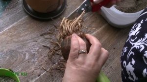 ГИППЕАСТРУМ - САЖАЕМ ПРАВИЛЬНО