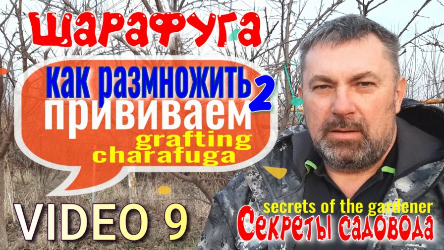ШАРАФУГА Фильм 9. Как Размножить 2. Прививка. На что Прививать? Секреты Садовода. смотреть онлайн