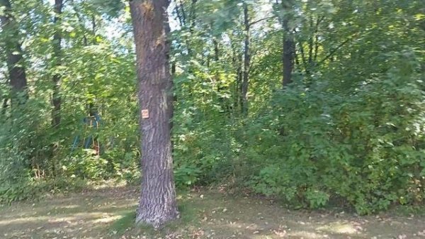 дубовая роща