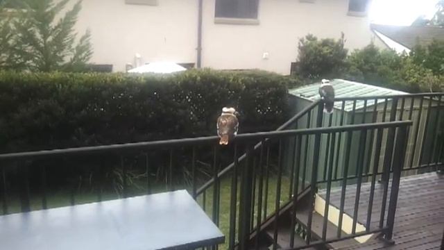 Feeding Kookaburra's Part 2 смотреть онлайн