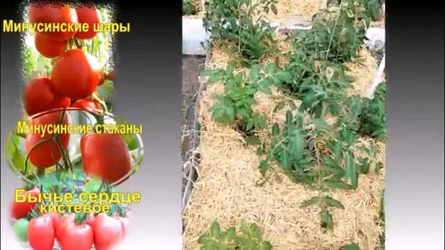 Минусинские томаты - достойные конкуренты любым новинкам смотреть онлайн