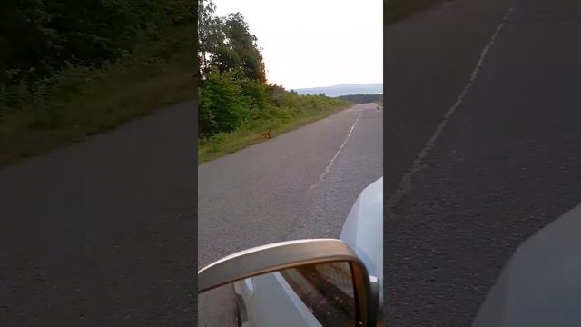 Лисы на дороге смотреть онлайн