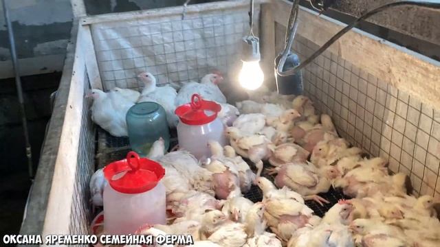 ИНДЮШАТА / БРОЙЛЕРЫ / Инкубация / Выращивание / Поток?♀️ смотреть онлайн