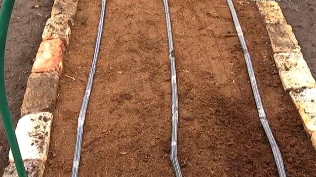 Посадка чеснока: метод Галины Старосельцевой. Дачные советы смотреть онлайн