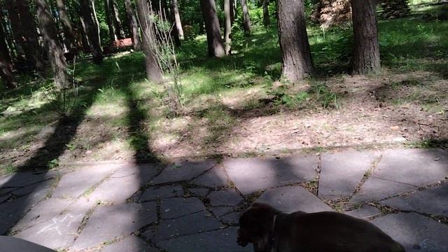 на природе под сосной смотреть онлайн