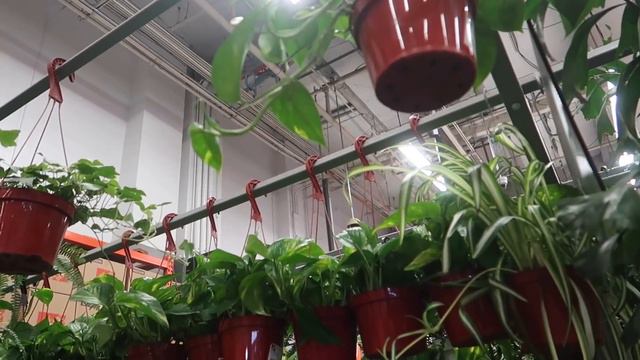 All the Houseplants at Home Depot | Beginner's Tour смотреть онлайн