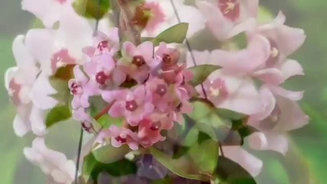 Hoya Carnosa Chelsea Or Hoya Krinkle 8 || About Hoya Flower 