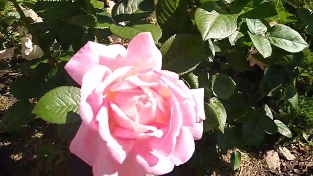 Цветение Роз Эмейзинг Грейс , Мэри Роуз , Принцесса Анна. смотреть онлайн