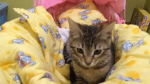 Сменые кошки. Моя киска Ириска.Как уложить кошку спать смотреть онлайн