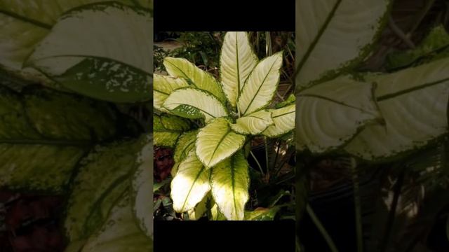 #топ5 #ядовитыерастения #комнатныерастения #аглаонема#антуриум#диффенбахия #кротон #монстера смотреть онлайн