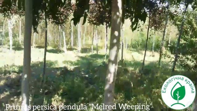 Prunus persica pendula "Melred Weeping" купить сакуру Обзор питомника ЕКО-КРАЇНА цветение сакур смотреть онлайн