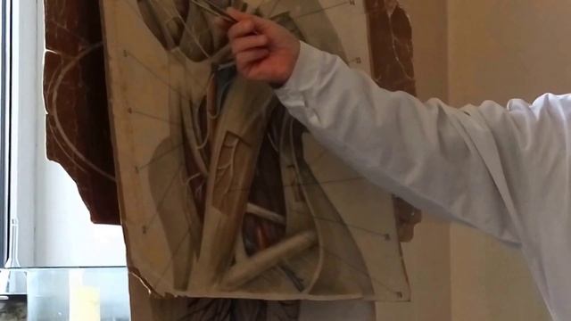 Анатомия. Образование спинномозговых нервов.