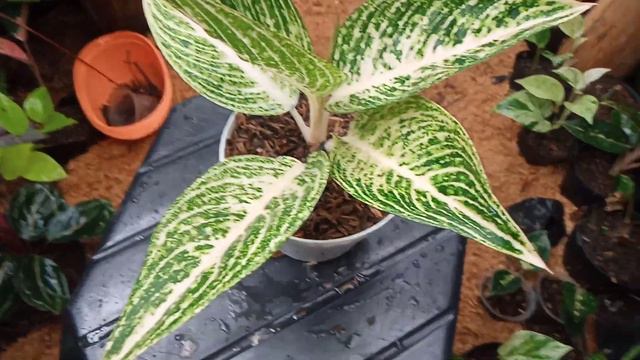 monlaig bidadari feronika golden Madam Widuri Adelia ratu Sima rindu pink lady piksi смотреть онлайн