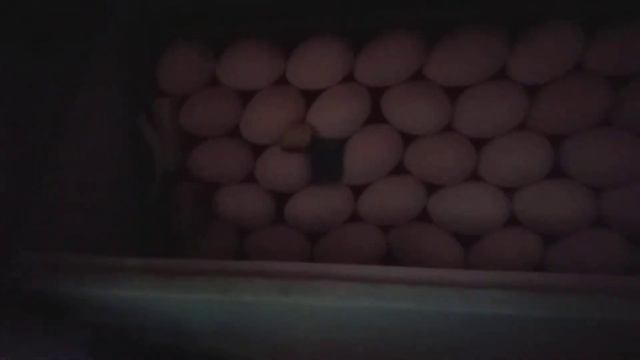 Пес пчеловод, а кот высиживает цыплят. смотреть онлайн