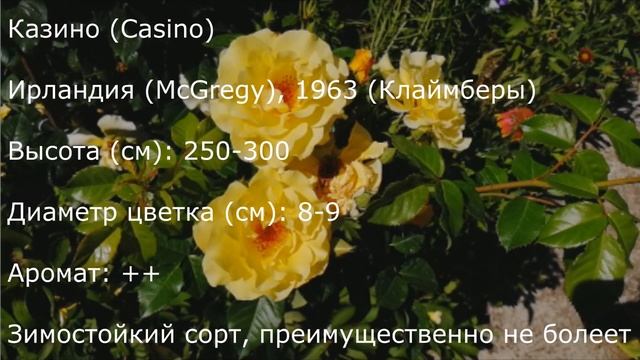 Прогулка по моему саду с розами. Краткое описание сортов роз. смотреть онлайн