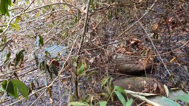 muab tshuaj zoo mob leeg mob duav nawb 31/3/ 2023 смотреть онлайн