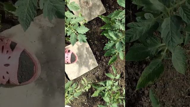 КЛАДУ бетонные плитки советского времени в теплице между кустами и обувь остаётся чистой! смотреть онлайн