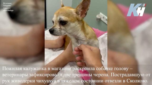 Избитая калужанкой собака идет на поправку смотреть онлайн