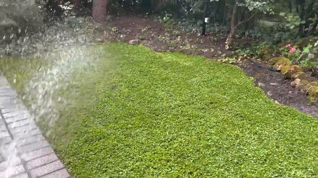 Dichondra repens in ROTOLI- PRATO PRONTO - finalmente смотреть онлайн