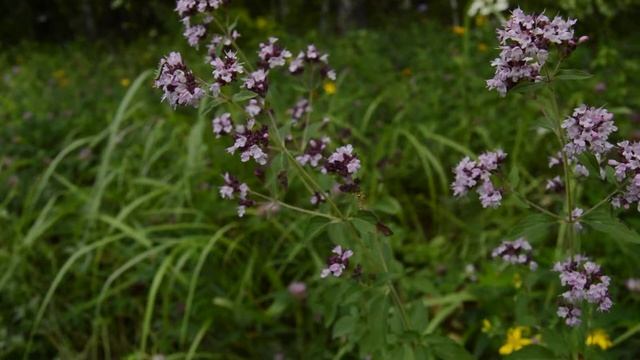 Душица - ароматное лекарство смотреть онлайн