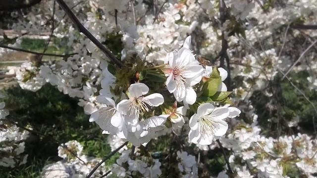 Весна, цветущая вишня. Видео для монтажа смотреть онлайн
