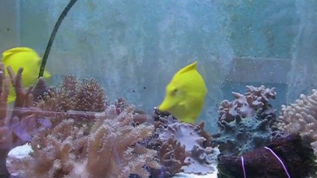 Зебрасома желтая Zebrasoma flavescens смотреть онлайн