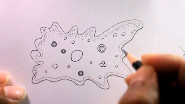How TO Draw amoeba/diagram of amoeba/amoeba drawing смотреть онлайн