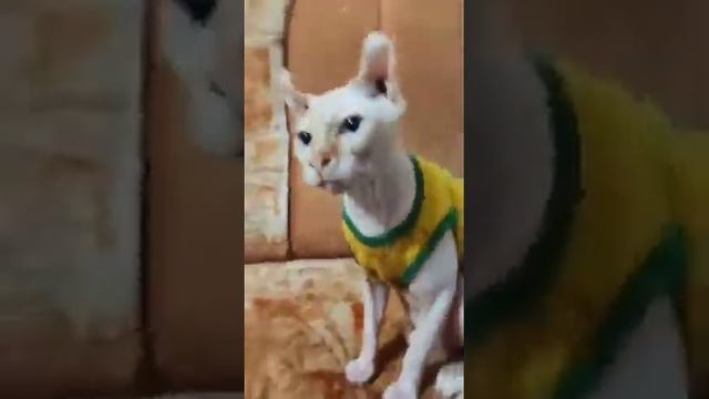 Белоснежный сфинкс эльф смотреть онлайн