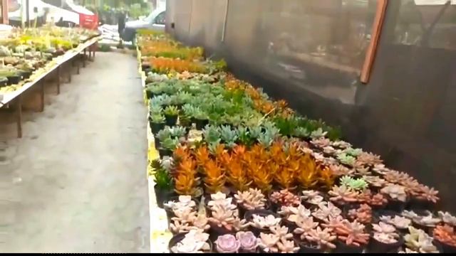 Passeio numa estufa de SUCULENTAS смотреть онлайн