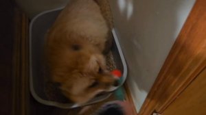 Finnegan fox yells at me, and wants to fight!