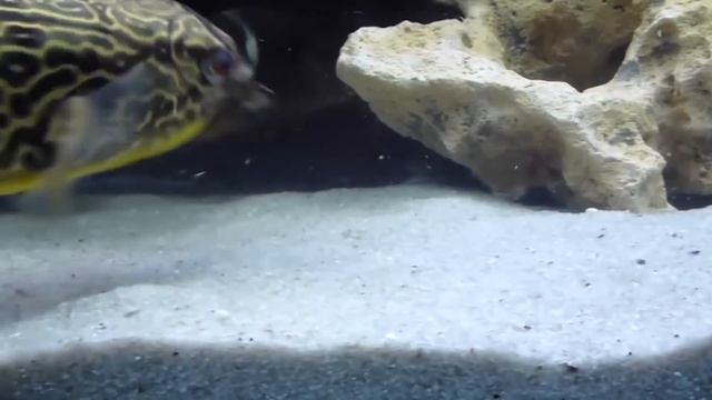 Какое животное самое ядовитое? 5 смертельно опасных существ! смотреть онлайн