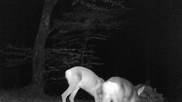 Новости с солонца. Косуля привела сына.