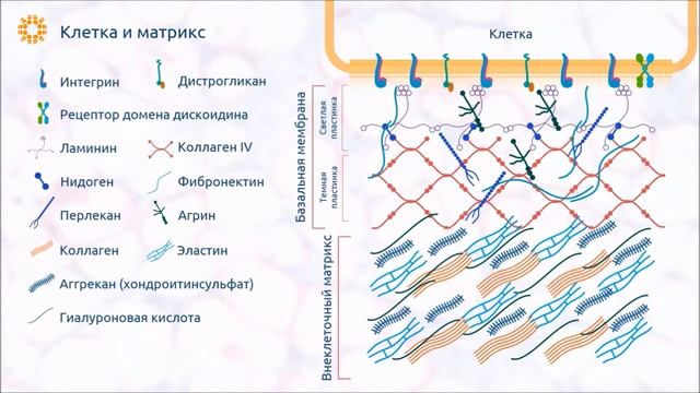 Подробно и понятно про внеклеточный матрикс смотреть онлайн