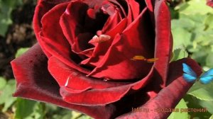 Роза чайно-гибридная Папа Мейян (papa meilland) ? обзор: как сажать, саженцы розы Папа Мейян