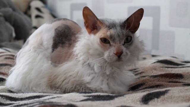 Что будет если скрестить кошку-сфинкса и обычного дворового кота? смотреть онлайн