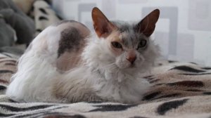 Что будет если скрестить кошку-сфинкса и обычного дворового кота?