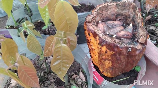 How to Grow Cacao from Seed and When to Plant Saplings смотреть онлайн