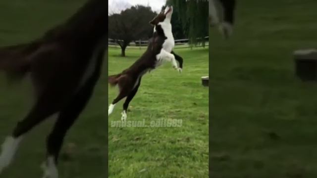 эдит(бордер колли)почему никто не пишет коммы?? смотреть онлайн