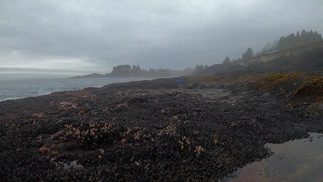 ТИХО-ОКЕАНСКИЙ ЖОР, ЛИМИТ ОКУНЯ И ЗУБАСТАЯ ВКУСНЯТИНА. РЫБАЛКА В США смотреть онлайн