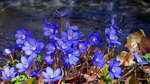 Футаж. Цветы над водой 19