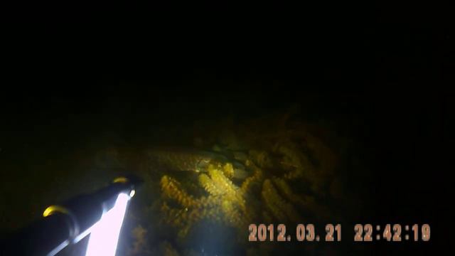 Подводная охота.Щука ночью.AVI смотреть онлайн