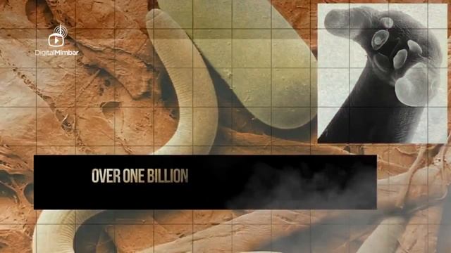 ШОК! Почему мусульмане не едят свинину смотреть онлайн