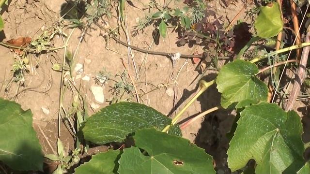 Виноград в Сибири. Выращивание винограда в Красноярске смотреть онлайн