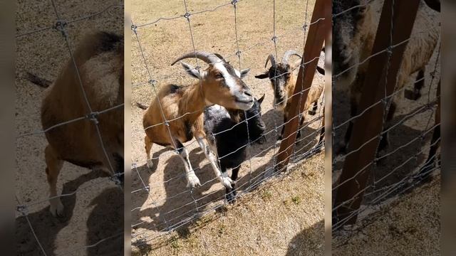 Были в мини зоопарке по пути Каунас-Мариямполе-Сувалки смотреть онлайн