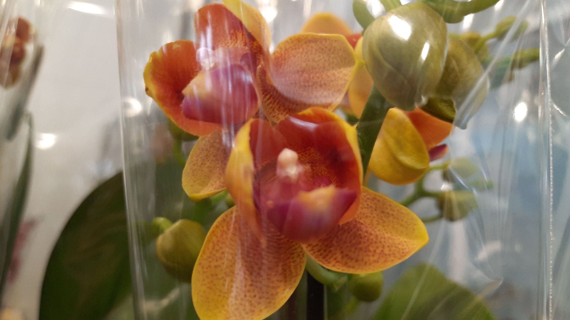 НОВЫЙ ЗАВОЗ В ОРХИДЕЮ// 26. 03. 24// смотреть онлайн