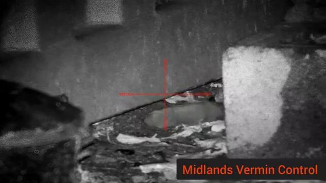 35+ rats - Halloween ratting - pard nv008 lrf- night vision rat hunting смотреть онлайн
