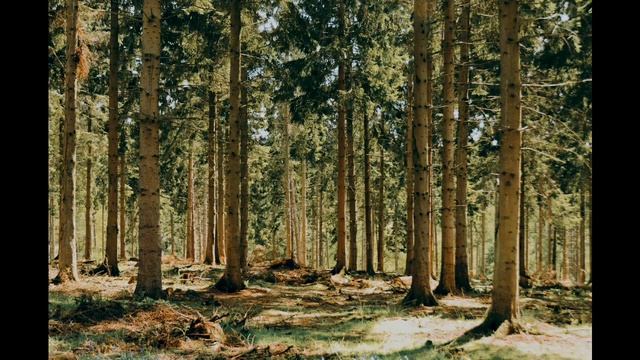 WW2 Firefight Sounds- Battle Sound Effect ASMR смотреть онлайн