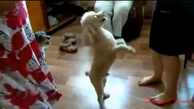 Смешные собачки!😂 смотреть онлайн